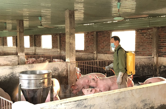 Giá thịt lợn vẫn giữ ở mức cao